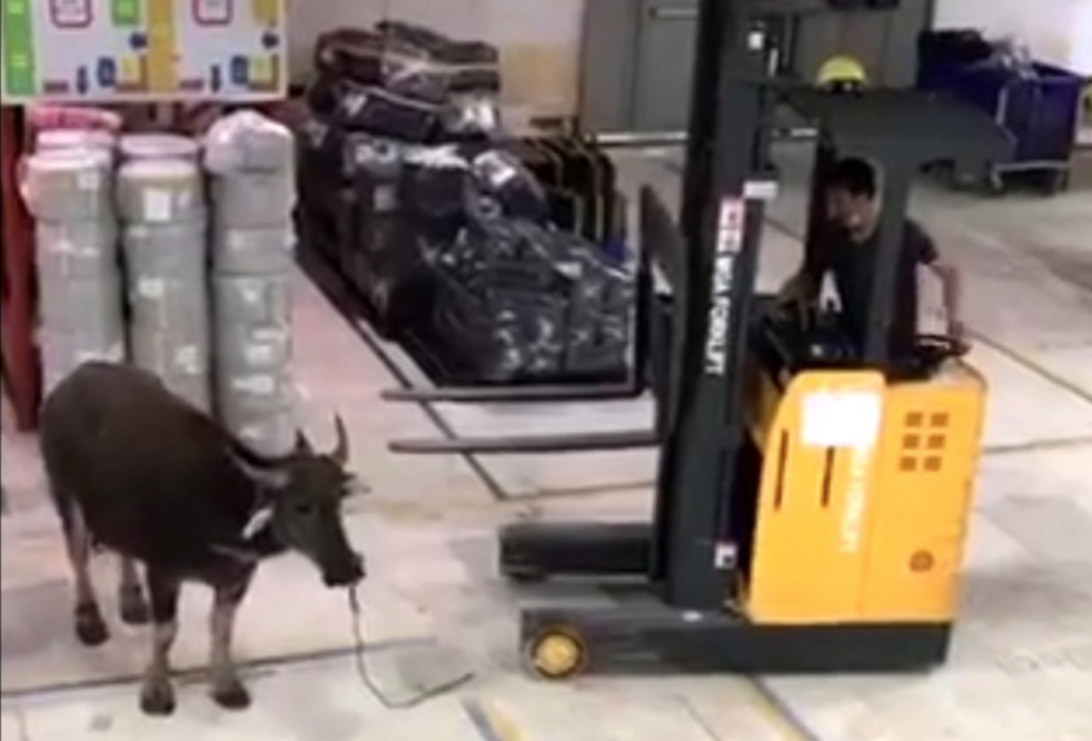 Trâu 'điên' còn đối đầu với chiếc xe nâng