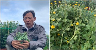 Hàng trăm chậu hoa cúc bị đập phá, chủ vườn mất trắng ngày cận Tết