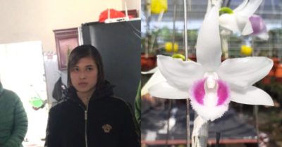 Dùng chiêu ‘người đẹp bên giò lan đột biến’, cô gái lừa người chơi hoa 4,6 tỷ đồng