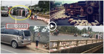 Video lật xe tải trên quốc lộ, gần trăm con heo tháo chạy ra đường