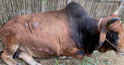 Trên 1.300 con trâu bò tại Thanh Hoá mắc bệnh viêm da nổi cục
