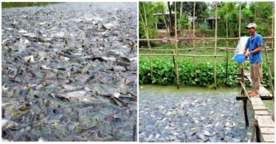 Video hàng ngàn con cá tra ăn chay kéo đến ‘nương nhờ’ nhà dân hơn 1 năm nay