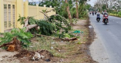 Phượng vĩ bật gốc, đè chết nữ điều dưỡng bỏ lại 2 con nhỏ