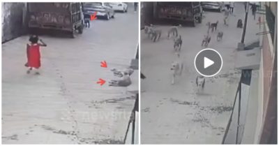Video bé gái 7 tuổi bị 12 con chó lao vào tấn công giữa phố