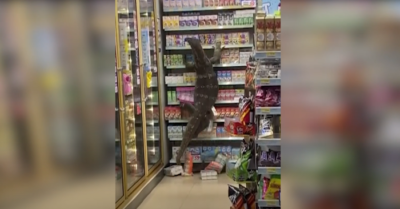 Video người dân hoảng hốt phát hiện kỳ đà dài hơn 2m trong cửa hàng tiện lợi