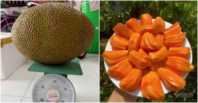 Mít lạ miền Tây khiến thực khách từ Nga đến Dubai tranh mua