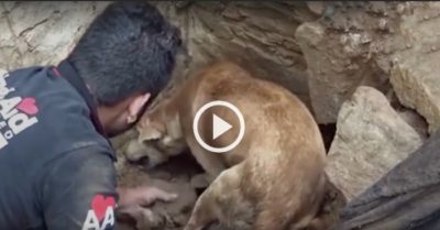 Video: Chó mẹ không ngừng bới đất cứu đàn con kẹt dưới ngôi nhà sập