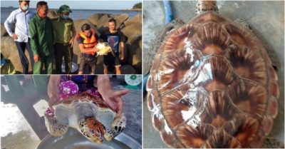 Bắt được vích biển quý hiếm, người đàn ông chăn trâu thả về đại dương