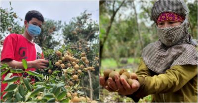 Hàng tấn nhãn chín rụng đầy vườn, thương lái không đến, nông dân mất trắng