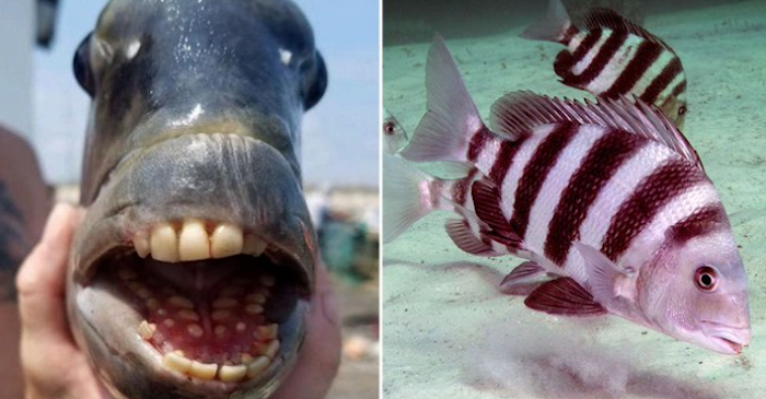 Con cá có bộ răng giống răng người (ảnh chụp màn hình Daily Star).
