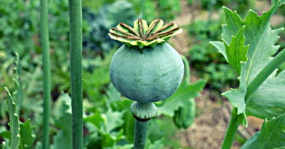 Cây ma túy và các chế phẩm ma túy liên quan