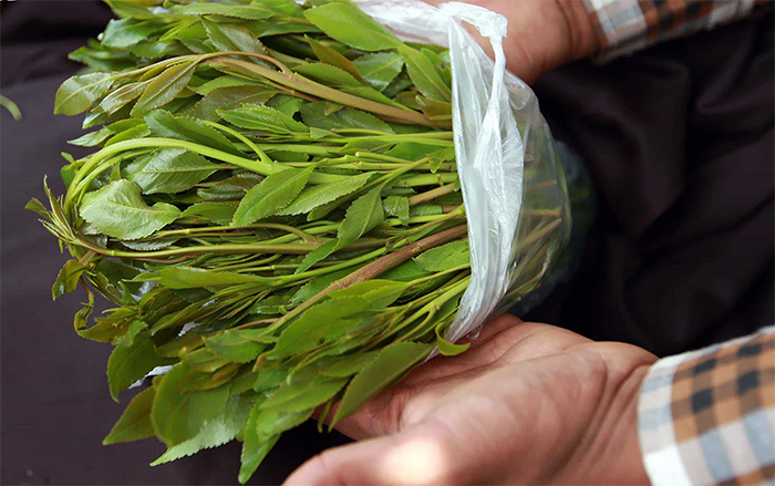 Cây ma túy và các chế phẩm ma túy liên quan, thc là chất gì, cần sa cam, vật vã là gì, cay ma tuy.