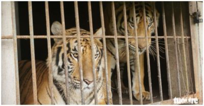 Khẩu phần ăn của 9 con hổ ở Nghệ An có gì mà hết 600 triệu/tháng và ai chi trả?