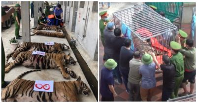 8 trong số 17 con hổ thu giữ trong nhà dân ở Nghệ An đã chết, chưa rõ nguyên nhân
