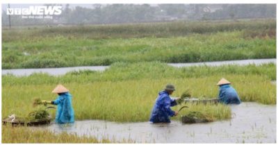 Dân miền Trung ‘chạy đua’ với thời gian thu hoạch lúa, đưa thuyền neo vào bờ tránh bão số 5