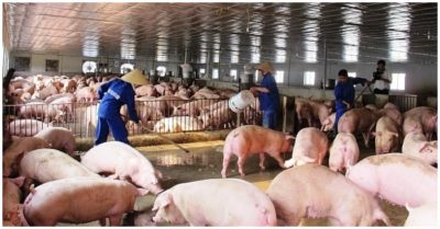 Chủ trại nuôi heo kêu trời vì lỗ nặng, lên đến tiền tỷ