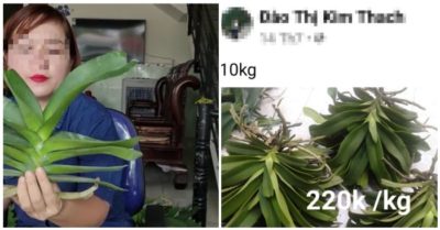 Giáo viên livestream mua bán hơn 26 tỷ đồng hoa lan nhưng ‘quên’ đóng thuế