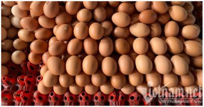 Mỗi ngày, Bình Dương ế đọng 2 triệu quả trứng gà