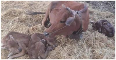 Video: Nhiều người dân Thanh Hoá hiếu kỳ đến xem bò đẻ 3 con, được trả giá 100 triệu đồng chủ nhân không bán