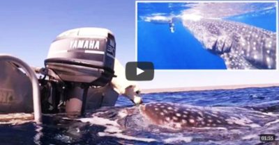 Video khoảnh khắc kinh ngạc chó ‘hôn’ cá mập khổng lồ khi dạo chơi trên biển