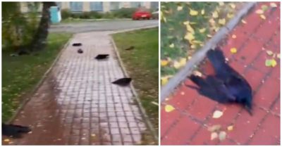 Video: Đường phố la liệt hàng trăm xác quạ rơi từ trên trời xuống