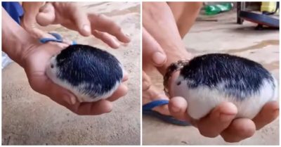 Video xuất hiện ‘con vật’ không đầu, không đuôi mà lại có rất nhiều lông