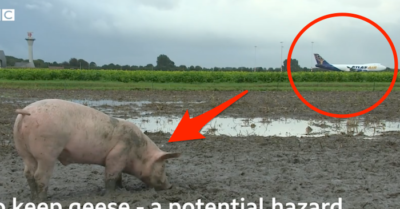 Thế giới 17/10: Trung Quốc chịu nhiều ‘cú đấm liên tiếp’; Hà Lan dùng lợn bảo vệ an ninh sân bay