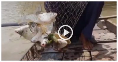Video: Mãn nhãn với cảnh bắt cá ở miền Tây