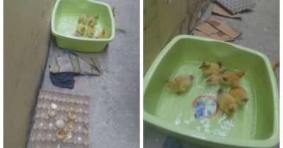 Chùm ảnh đàn vịt đáng yêu nở bên cạnh hộp trứng mua về