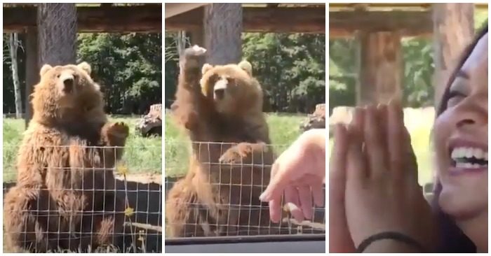Video gấu bắt đồ ăn khiến cô gái trẻ thích thú (ảnh chụp màn hình video).