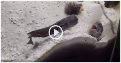 Video thay vì trực tiếp va chạm, cá thòi lòi phun cát đánh nhau