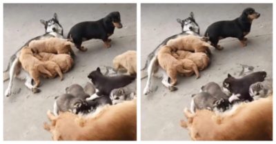 Phì cười với clip hai đàn chó con bú nhầm mẹ