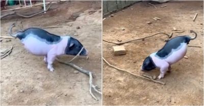Video heo con chỉ có hai chân kiên cường tập đi