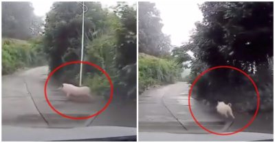 Lợn tất tả chạy trước ôtô “dẫn đường” cho bác tài vì sợ