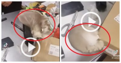 Clip: Ly kỳ nấm mọc trên hộp bưu phẩm khi mua hạt về trồng