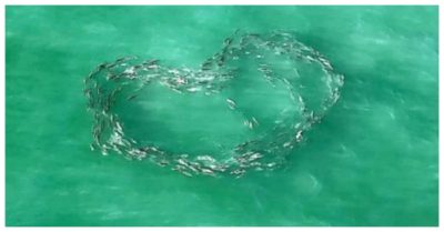 Video: Những khoảnh khắc tạo hình tuyệt đẹp của đàn cá trên mặt biển