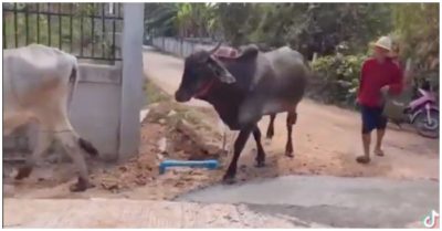 Clip đàn bò đi nối đuôi nhau tránh đường xi măng mới đổ