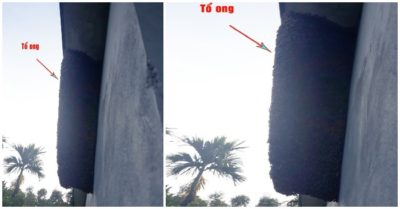 Bị đàn ong khổng lồ đốt, cả gia đình 5 người phải nhập viện cấp cứu