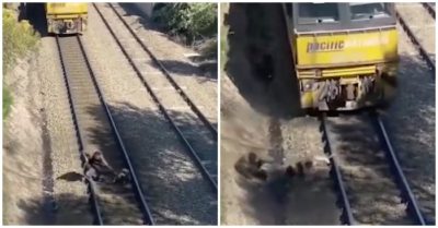 Video: Thót tim khoảnh khắc chú chó được cứu ngay trước mũi tàu hỏa