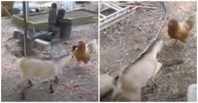 Video: Liên tiếp bị mổ vào đầu, dê con ‘tung cước’ khiến gà mái bỏ chạy