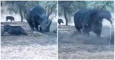 Video: Liều lĩnh giành thức ăn với tê giác, lợn rừng bị húc văng lên không trung