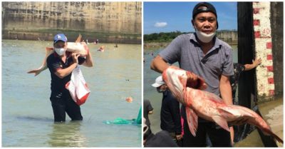 Video: Hàng trăm người tranh nhau bắt cá ‘khủng’ dưới chân đập hồ Trị An