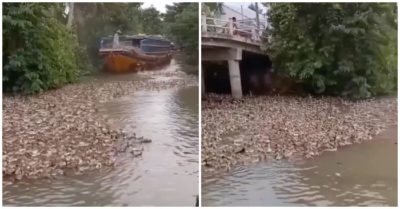 Clip: Ngỡ ngàng với hàng nghìn con vịt nhảy khỏi thuyền kiếm ăn
