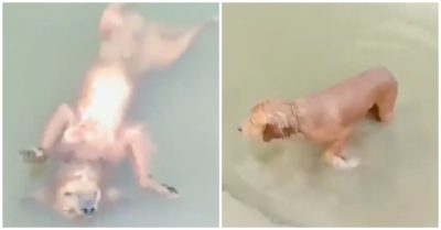 Video: Chú chó nổi lềnh phềnh ‘giả chết’ khiến chủ khóc thét