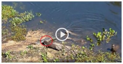 Video: Đàn rái cá tấn công cá sấu, giành lại địa bàn