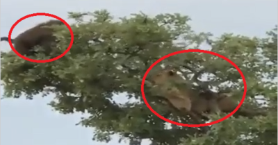 Video: Dồn khỉ vào đường cùng trên ngọn cây, sư tử phải nhận kết đắng