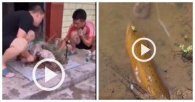Clip: Ngỡ ngàng sự thật cảnh bắt lươn triệu view trên MXH