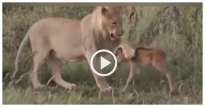 Clip: Sư tử chăm sóc, bảo vệ nai con trước đồng loại
