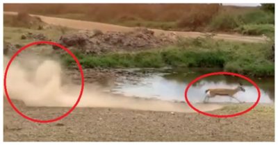 Video: Linh dương đảo chân ‘bẻ lái’ biến sư tử thành trò cười