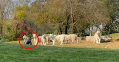 Video: Người đàn ông liều lĩnh vượt rào vào chuồng trêu 11 con hổ trắng